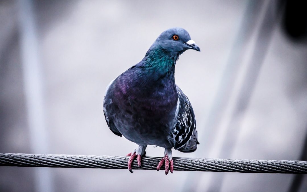 HVAC Pigeon and Bird Control for Commercial Properties + Rooftop Units